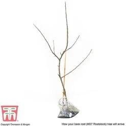 Apple 'Bramley's Seedling' 17 Apple 'Bramley's Seedling' -Plants Sale APPL CWW3229 D