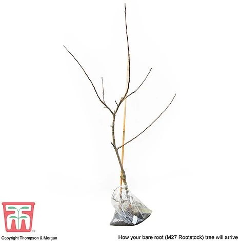 Apple 'Bramley's Seedling' 10 Apple 'Bramley's Seedling' - Image 8