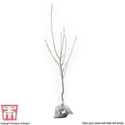 Apple 'Cox's Orange Pippin' -Plants Sale APPL CWW3231 C