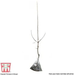 Crab Apple 'John Downie' -Plants Sale APPL CWW3373 C