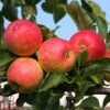 Apple 'Red Falstaff' -Plants Sale APPL DWW3657 A
