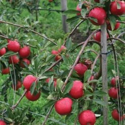 Apple 'Red Falstaff' 7 Apple 'Red Falstaff' -Plants Sale APPL DWW3657 A h
