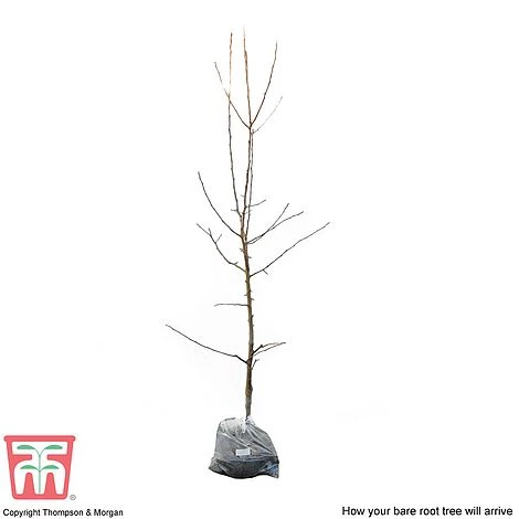 Apple 'Red Falstaff' 6 Apple 'Red Falstaff' - Image 4