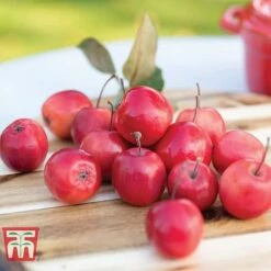 Apple 'Appletini' -Plants Sale APPL KA9401 C