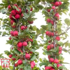 Apple 'Appletini' -Plants Sale APPL KA9401 E
