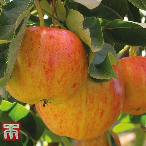 Fruit Tree Collection (Mini Fruit Tree) 8 Fruit Tree Collection (Mini Fruit Tree) - Image 6