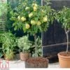 Apple 'Golden Delicious' (Mini Fruit Tree) 1 Apple 'Golden Delicious' (Mini Fruit Tree) -Plants Sale APPL T10395 A