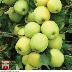 Apple 'Golden Delicious' (Mini Fruit Tree) -Plants Sale APPL T10395 A1
