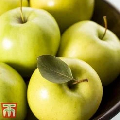 Apple 'Golden Delicious' (Mini Fruit Tree) -Plants Sale APPL T10395 B1