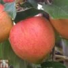 Apple 'James Grieve' -Plants Sale APPL T14131 A h