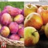 Apple & Plum Duo -Plants Sale APPL T58945P A