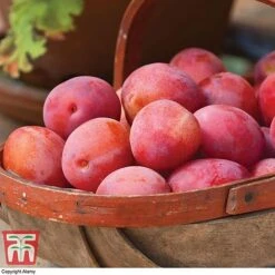 Apple & Plum Duo -Plants Sale APPL T58945P B