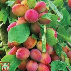 Apple & Plum Duo -Plants Sale APPL T58945P C