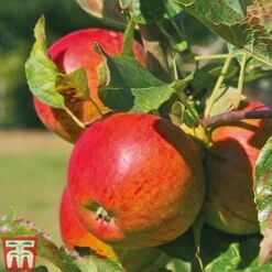 Apple & Plum Duo -Plants Sale APPL T58945P E