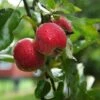 Apple 'Worcester Pearmain' -Plants Sale APPL T71128 A h