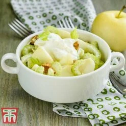 Apple 'Golden Delicious' -Plants Sale APPL TKA0855 C