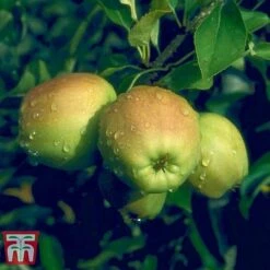 Apple 'Golden Delicious' -Plants Sale APPL TKA0855 D
