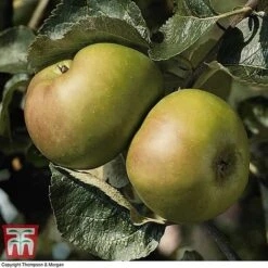 Apple 'Bramley 20' -Plants Sale APPL TKA1745 C
