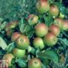 Apple 'Cox Self Fertile' 1 Apple 'Cox Self Fertile' -Plants Sale APPL TKA1749 A