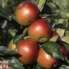 Apple 'Fiesta' -Plants Sale APPL TKA1751 A