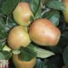 Apple 'Adam's Pearmain' -Plants Sale APPL TKA1807 A