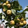 Apple 'Ashmead's Kernel' -Plants Sale APPL TKA1809 A