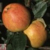 Apple 'Bardsey Island' -Plants Sale APPL TKA1815 A