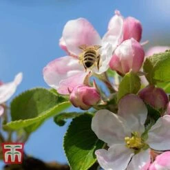 Apple 'Blenheim Orange' 10 Apple 'Blenheim Orange' -Plants Sale APPL TKA1817 D