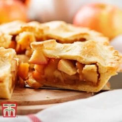 Apple 'Blenheim Orange' 11 Apple 'Blenheim Orange' -Plants Sale APPL TKA1817 E