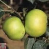Apple 'Bountiful' -Plants Sale APPL TKA1819 A