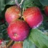 Apple 'Core Blimey' 2 Apple 'Core Blimey' -Plants Sale APPL TKA1823 A