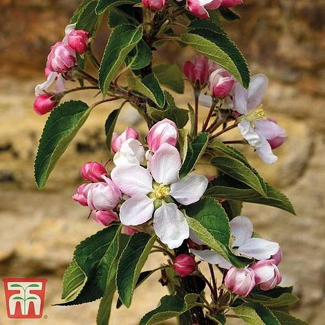 Apple 'Ellison's Orange' 4 Apple 'Ellison's Orange' - Image 2