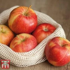 Apple 'Gala' 9 Apple 'Gala' -Plants Sale APPL TKA1831 D