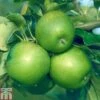Apple 'Granny Smith' -Plants Sale APPL TKA1835 A