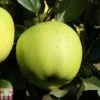 Apple 'Greensleeves' 1 Apple 'Greensleeves' -Plants Sale APPL TKA1837 A