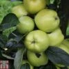 Apple 'Keswick Codlin' -Plants Sale APPL TKA1847 A