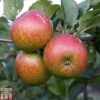 Apple 'Lord Lambourne' -Plants Sale APPL TKA1855 A