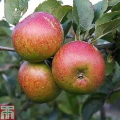 Apple 'Lord Lambourne' -Plants Sale APPL TKA1855 B