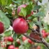 Apple 'Red Devil' -Plants Sale APPL TKA1861 A1