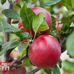 Apple 'Red Devil' -Plants Sale APPL TKA1861 B