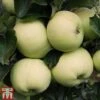 Apple 'Reverend W. Wilks' 1 Apple 'Reverend W. Wilks' -Plants Sale APPL TKA1865 A