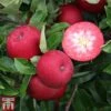 Apple 'Rosette' -Plants Sale APPL TKA1867 A