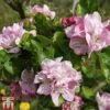 Apple 'Scotch Dumpling' -Plants Sale APPL TKA1871 A