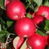 Apple 'Scrumptious' -Plants Sale APPL TKA1873 A