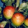 Apple 'Sunset' -Plants Sale APPL TKA1877 A