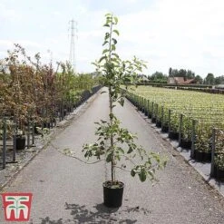 Apple 'Jonagold' -Plants Sale APPL TKA3264 A