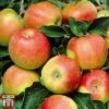 Apple 'Jonagold' -Plants Sale APPL TKA3264 B