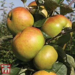 Favourite Fruit Tree Collection -Plants Sale APPLE KA7999 A