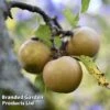 Apple 'Egremont Russet' -Plants Sale APPLE MH 78370 A
