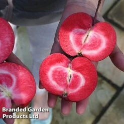 Apple Columnar 'Purple Haze' &reg; -Plants Sale APPL PURPHAZE S36866